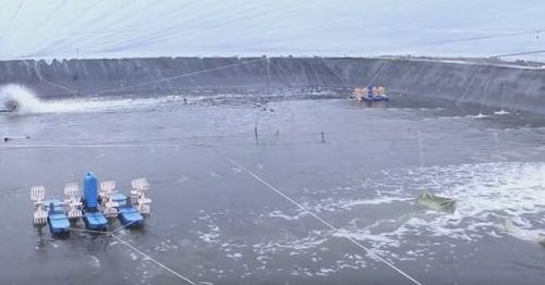 每個(gè)企業(yè)都是防疫網(wǎng)格 復(fù)工復(fù)產(chǎn)雙勝利丨惠東水產(chǎn)品觸網(wǎng)，助力走出滯銷困境